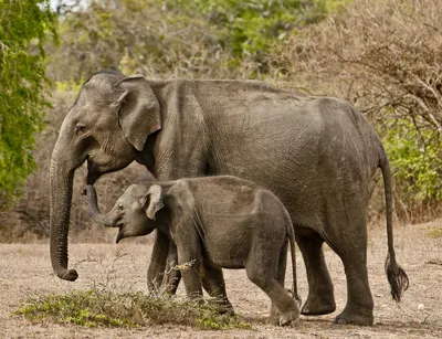 Слоны спаривание в реке в Кении Стоковое Изображение - изображение  насчитывающей сафари, взорвать: 169428425