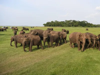 Слоны Незадолго До Спаривания — стоковые фотографии и другие картинки  Животное - Животное, Слон - Толстокожие животные, Африка - iStock