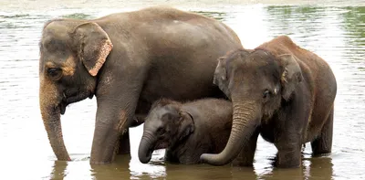 Как размножаются слоны спаривание слонов How elephants breed Индия Гоа -  YouTube