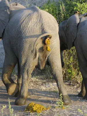 Ясли для слонов - радость для людей | Мир глазами турагента | Дзен