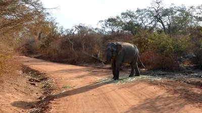Сафари со слонами: туристы в Краснодарском крае гуляют с удивительными  животными среди чайных плантаций