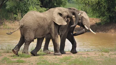 Два Слонах Спаривания — стоковые фотографии и другие картинки Слон -  Толстокожие животные - Слон - Толстокожие животные, Спаривание животных,  Addo - iStock