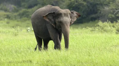 У слонов нашли схему тела