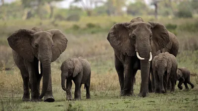 Одесская мэрия неравнодушна к размножению слонов (факт) | Новости Одессы
