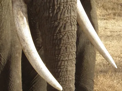Африканский слон - виды животного и отличия | Описание и фото