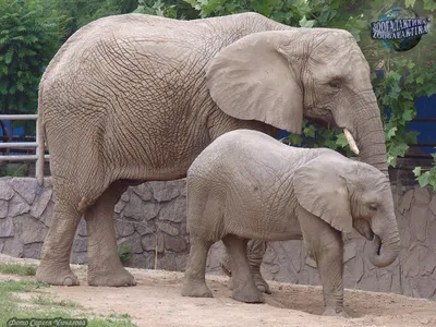Воспитывать слонят индийским слонихам помогают младшие сестры | Пикабу