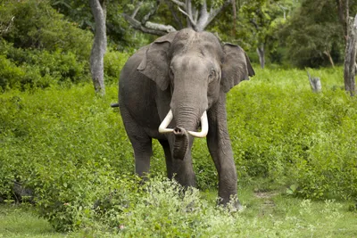 Слоны распространяют семена растений на рекордное расстояние