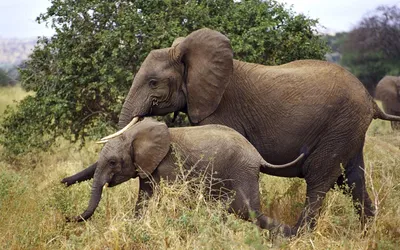 Слоны - удивительные великаны | Звериная Федерация | Дзен