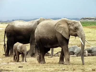 Африканские Слоны Все Вместе - Бесплатное фото на Pixabay - Pixabay