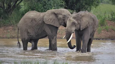 Они мучают слонов, а потом проливают крокодиловы слезы\". Что делают со  слонами в Индии - BBC News Русская служба