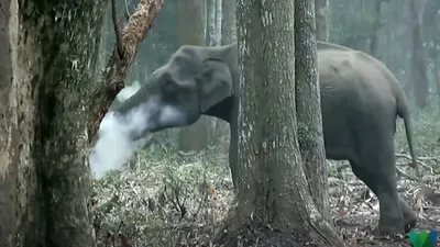 Спасение слонов: убивать или не убивать