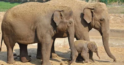 Африканский слон - Хоботные | Некоммерческий учебно-познавательный  интернет-портал Зоогалактика