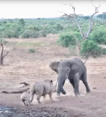 Слон африканский - Животный мир