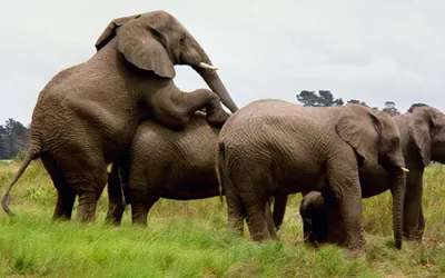 ухаживание и спаривание азиатских слонов Фон И картинка для бесплатной  загрузки - Pngtree