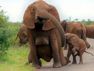Африканские Слоны Очаровательный В - Бесплатное фото на Pixabay - Pixabay