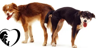 Собака Спаривания — стоковые фотографии и другие картинки Собака - Собака,  Спаривание животных, Без людей - iStock