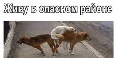 Стерилизация\" на лицо, они размножаются: жители Нововоронежа пожаловались  на собак, захвативших улицу
