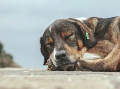 Спящая собака фотография Stock | Adobe Stock