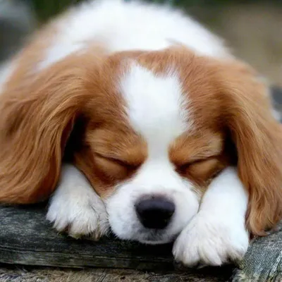 Что означает поза, в которой спит собака | Мир домашних животных | Дзен