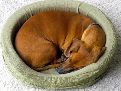 Спящая собака: символ покоя и красоты» — создано в Шедевруме