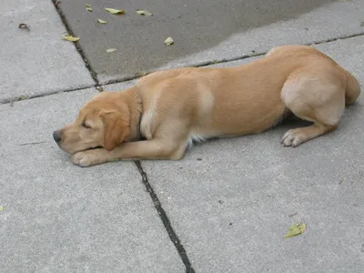 Спящая собака крупным планом · Бесплатные стоковые фото