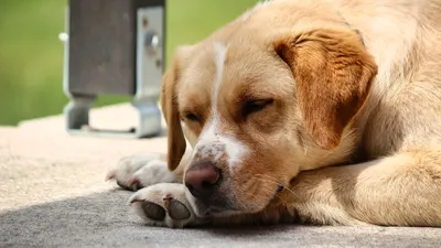 Ветсовет: что означает поза, в которой спит собака