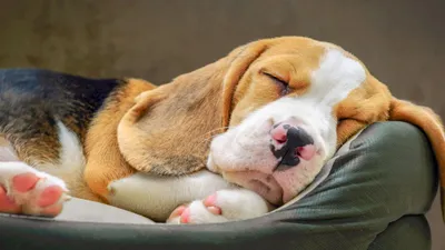 Сколько спят собаки обычно, и способны ли они видеть сны? Отвечают эксперты  Адаптил