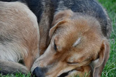 Собака Лежа Спящий Спящая - Бесплатное фото на Pixabay - Pixabay