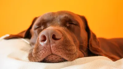 Собака много спит и стала малоподвижной: причины - Синдром Кушинга