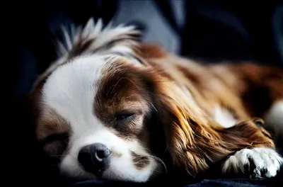Спящая Собака — стоковые фотографии и другие картинки Белый фон - Белый  фон, Бизнес, Близко к - iStock