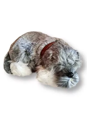 Лежачая собака рисунок - 44 фото