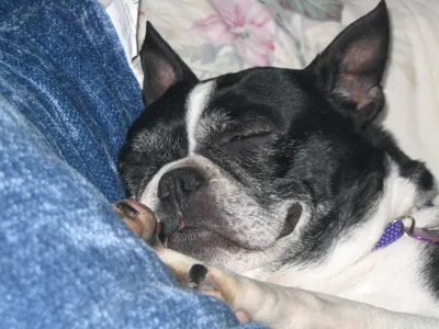 Спящие собаки - спящая собака фото, спящая собака картинки – ФотоКто