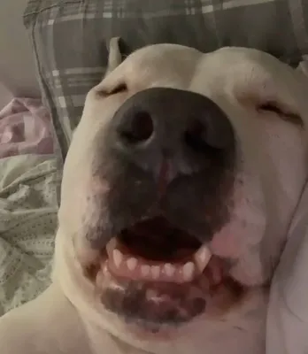 спящая собака - YouTube