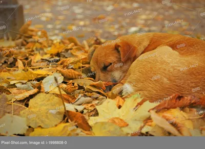 Бесплатное изображение: Охотничья собака, Спящая, собака, щенок, собак,  мило, животное, мех, Природа, Портрет