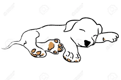 Что чувствует собака: 7 поз для сна помогут лучше понять питомца
