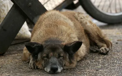 Спящая собака в осеннем парке :: Стоковая фотография :: Pixel-Shot Studio