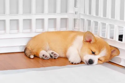 Брошь валянная ручной работы \"Спящая собака\" - купить с доставкой по  выгодным ценам в интернет-магазине OZON (977498318)