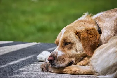 Бесплатные Спящая собака стоковые фотографии | FreeImages