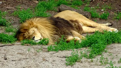 Спящий лев фото 