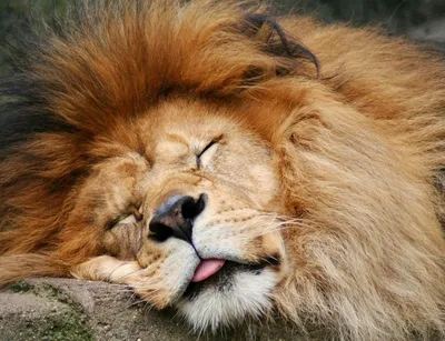 Онлайн пазл «Спящий лев»