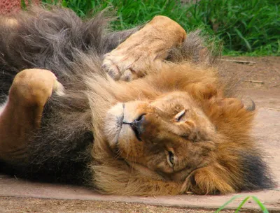 Спящий лев на лице и на мане Стоковое Фото - изображение насчитывающей  шерсть, угрожано: 156806024