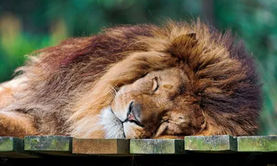 Спящий лев :: Владимир Габов – Социальная сеть ФотоКто