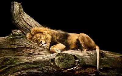 Спящий лев Стоковые фотографии, картинки, все без лицензионных отчислений -  Envato Elements