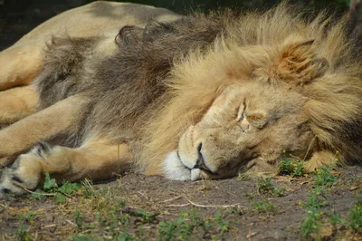 Спящий Лев - красивые фото