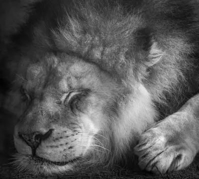 Спящий лев. Финалист в категории Люди и животные, 2020. Автор Дэвид Бартлетт