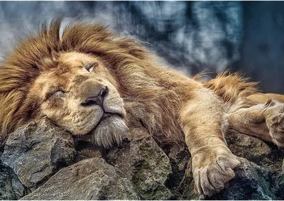 Спящий лев (гора) — Википедия