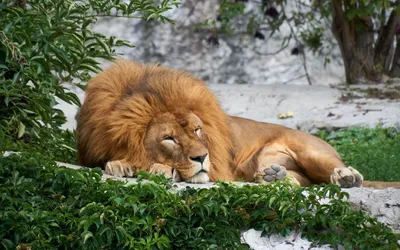 Пазл спящий лев - разгадать онлайн из раздела \"Животные\" бесплатно