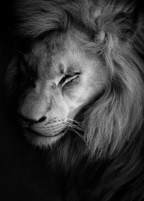 Спящий лев | Пикабу