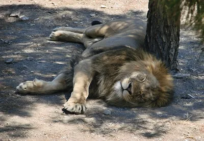 К чему снится лев — сонник: лев во сне | 7Дней.ру