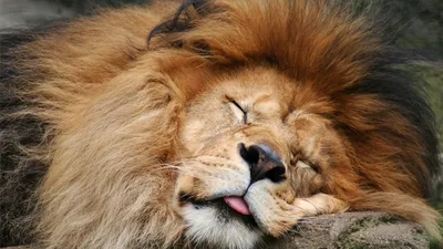 Спящий лев, открывающий глаза на Serengeti Стоковое Изображение -  изображение насчитывающей ангстрома, консервация: 179938721